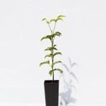 SMALL LEAVED TAMARIND